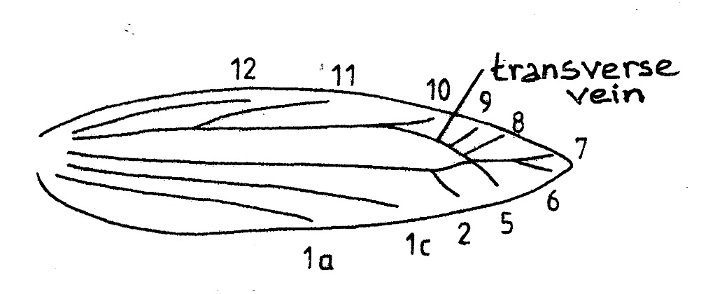 Venation forewing of Bucculatrix spec. (Bucculatricidae).